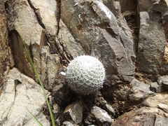 Mammillaria haageana