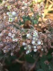 Salpianthus arenarius