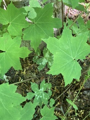 Hydrophyllum macrophyllum