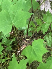 Hydrophyllum macrophyllum