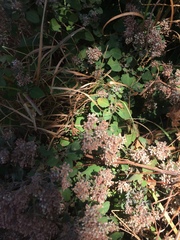 Salpianthus arenarius