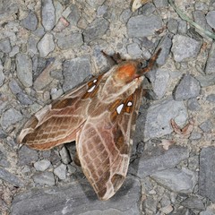 Sthenopis argenteomaculatus