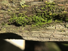 Syntrichia laevipila