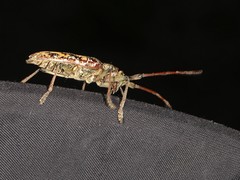 Monochamus marmorator