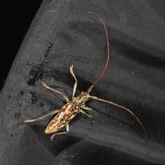 Monochamus marmorator