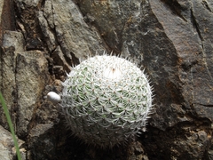 Mammillaria haageana