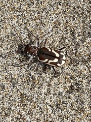 Cicindela bellissima