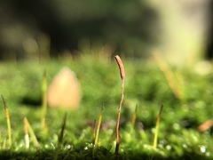 Syntrichia laevipila