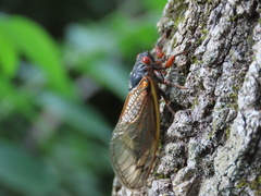 Magicicada septendecim