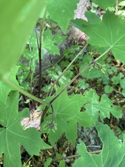 Hydrophyllum macrophyllum