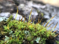 Syntrichia laevipila