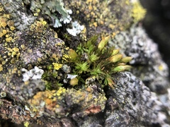 Orthotrichum papillosum