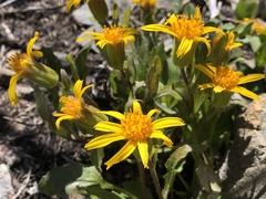 Arnica cernua