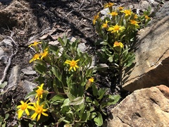 Arnica cernua