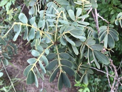 Senna gaudichaudii