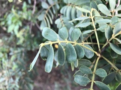 Senna gaudichaudii