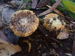 Cortinarius phalarus