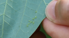 Illinoia liriodendri
