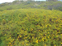 Hypericum laricifolium