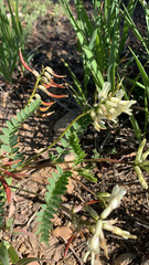 Astragalus scopulorum