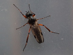 Bibio xanthopus