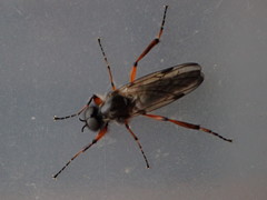 Bibio xanthopus
