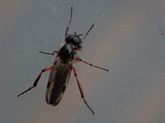 Bibio xanthopus