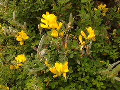 Genista monspessulana
