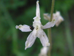 Delphinium xantholeucum