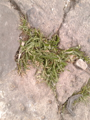 Poa annua
