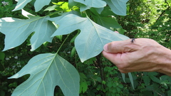 Illinoia liriodendri