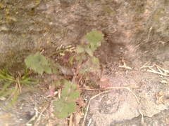 Sonchus oleraceus