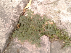 Cirsium
