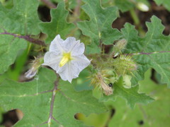 Solanum campechiense