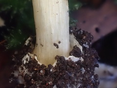 Cortinarius phalarus