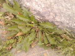 Taraxacum officinale