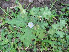 Solanum campechiense