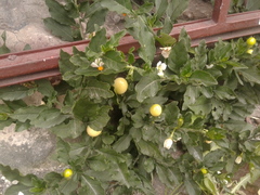 Solanum pseudocapsicum