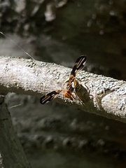 Idana marginata