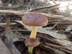 Stropharia formosa
