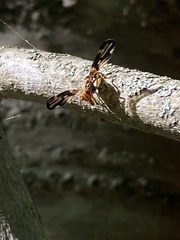 Idana marginata