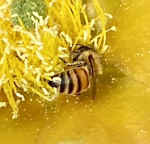 iNaturalist observation photo of Western Honey Bee