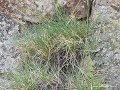 Festuca hystrix