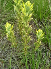 Castilleja citrina