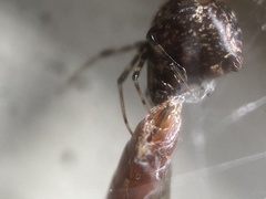 Parasteatoda