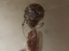 Parasteatoda