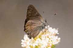 Satyrium saepium
