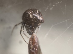 Parasteatoda