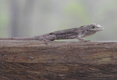 Anolis laeviventris