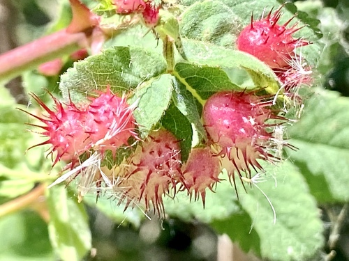 iNaturalist observation photo of Spiny Leaf Gall Wasp
